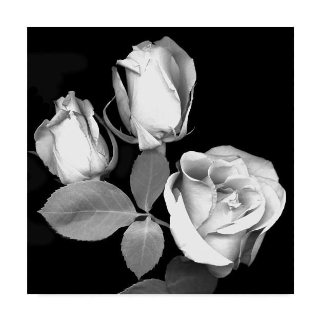 Trademark Fine Art susan S Barmon x27 three Roses Black And White x27 Canvas Art