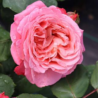 PROVEN WINNERS 1 gal. Reminiscent Coral Rose (Rosa) Live Plant Shrub Pink Flowers ROSPRC2206101