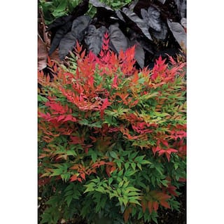 SOUTHERN LIVING 3 Gal. Obsession Nandina Multicolor Live Evergreen Shrub with Red-Green Foliage NANDI3DOB1PK