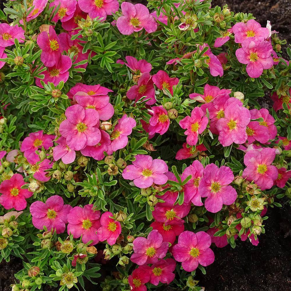 BLOOMIN' EASY Jumbo Pint Bella Bellissima Potentilla Live Shrub Rich Pink Flowers DGPE3650