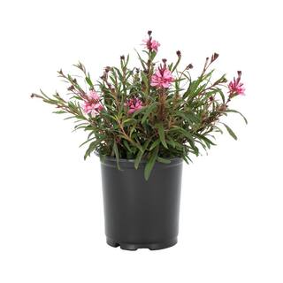 METROLINA GREENHOUSES 2 Qt. Gaura Belleza Pink Perennial Plant (3-Pack) 4139