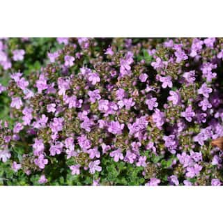 BELL NURSERY 1 Gal. Pink Chintz Creeping Thyme (Thymus serpyllum) Live Flowering Full Sun Perennial Groundcover Plant THYME1PNK1PK