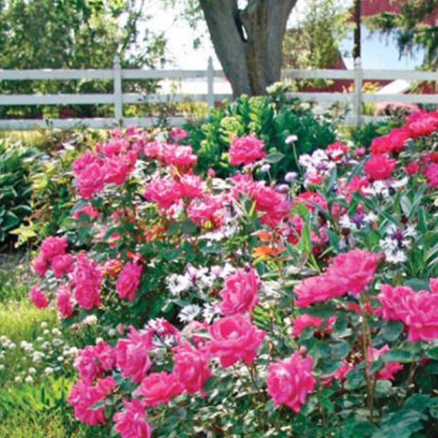 Pink Double Knock Out Rose Bush (1 Gallon) Flowering Semi-Evergreen Shrub with Bubble-Gum Pink Double-form Blooms - Full Sun Live Outdoor Plant