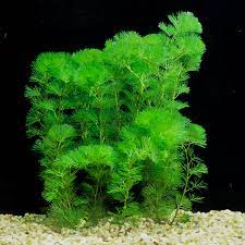 Cabomba Caroliniana Bunch Live Aquarium Plants BUY2 GET1 FREE