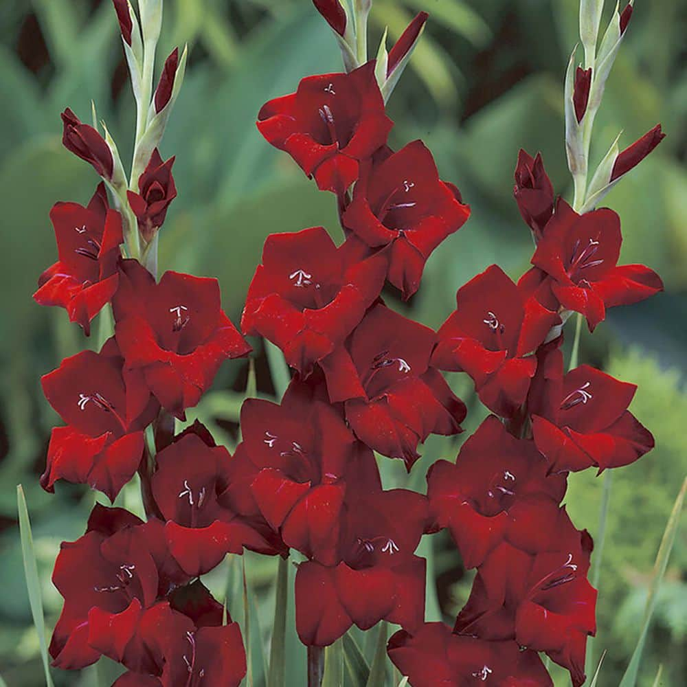 VAN ZYVERDEN Gladiolus Large Flowering Espresso (Set  of 12 Bulbs) 84515