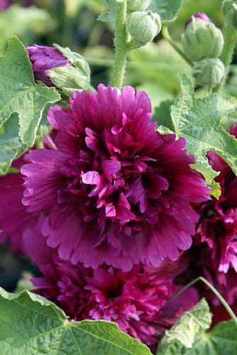 Queeny Purple Hollyhock - Perennial - Alcea - Very Dwarf - Quart Pot