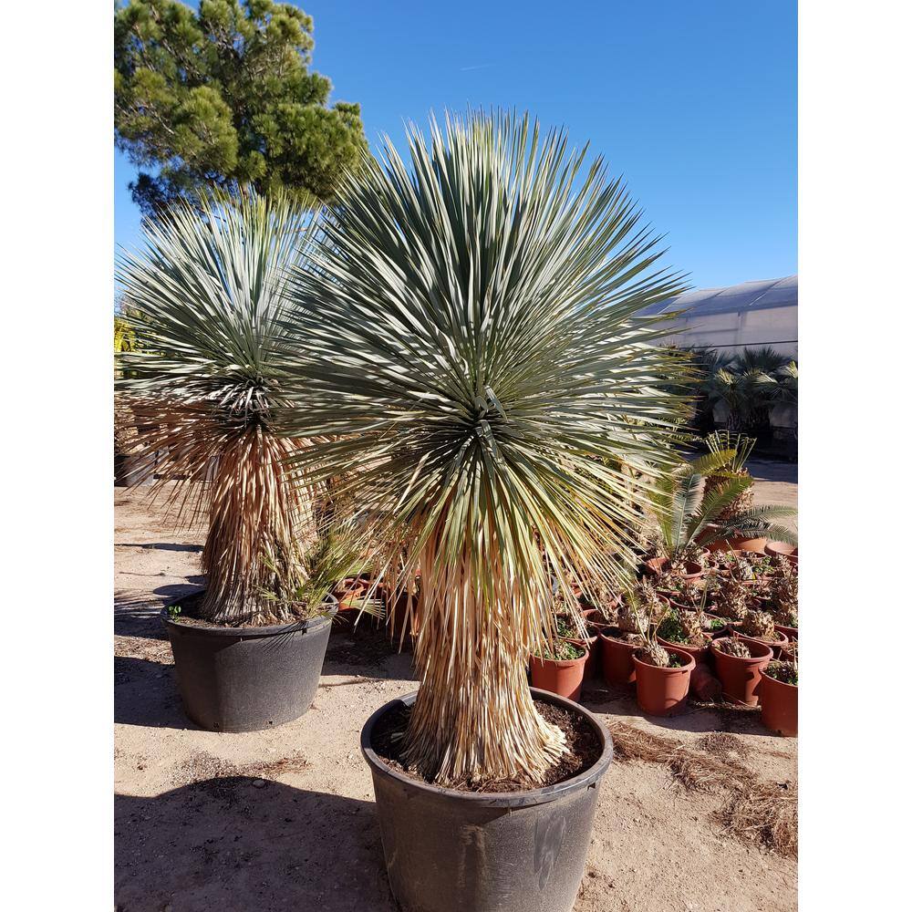 Wekiva Foliage Silver Yucca - Starter Plant in a 4 Inch Growers Pot - Yucca Rostrata - Extremely Rare Outdoor Ornamental Evergreen Tree SilverYucca4