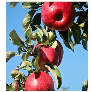 Southern Living 7 Gal. Wolf River Apple Tree APPWOL07G