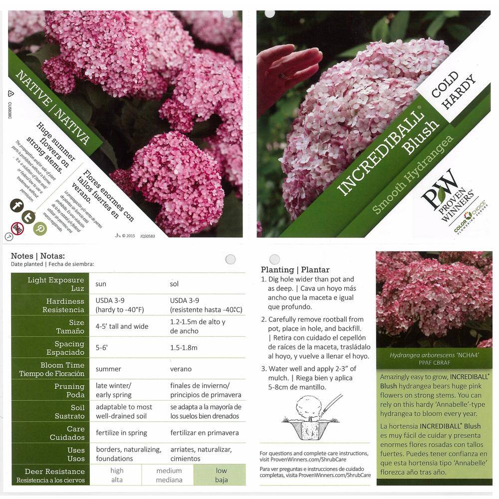 PROVEN WINNERS 1 Gal. Incrediball Blush Smooth Hydrangea (Arborescens) Live Shrub Light Pink Flowers HYDPRC1146101