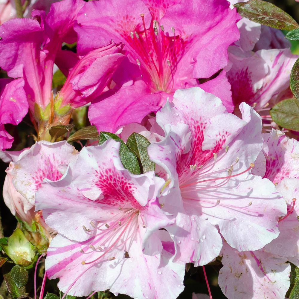 ENCORE AZALEA 5 Gal. Autumn Twist Azalea Shrub with Bi-Color and Occasional Solid Purple Blooms and Rich Green Foliage 15658