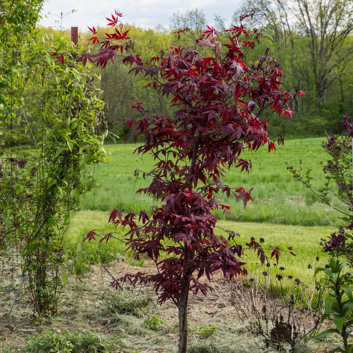 Emperor I Japanese Maple Ornamental Tree grown in a 2.25 Gallon Pot (1-Pack)