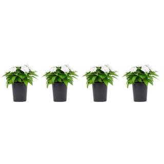 SunPatiens 1 Qt. Compact White SunPatiens Impatiens Outdoor Annual Plant with White Flowers in 4.7 in. Grower's Pot (4-Plants) DC1QSUNWHIT4