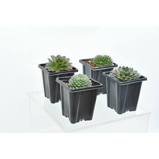 1.0 QT. Perennial Assorted Sempervivum Succulent (Hens and Chicks) (4-Pack) 1042