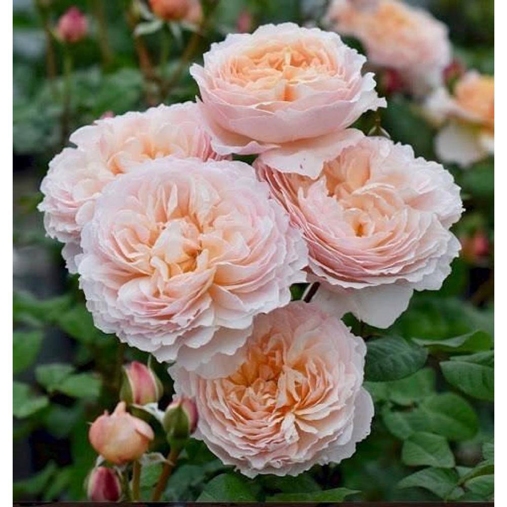 BELL NURSERY 3 Gal. Moonlight in Paris Rose with Cream Flowers (2-Pack) ROSA3MIP2PK