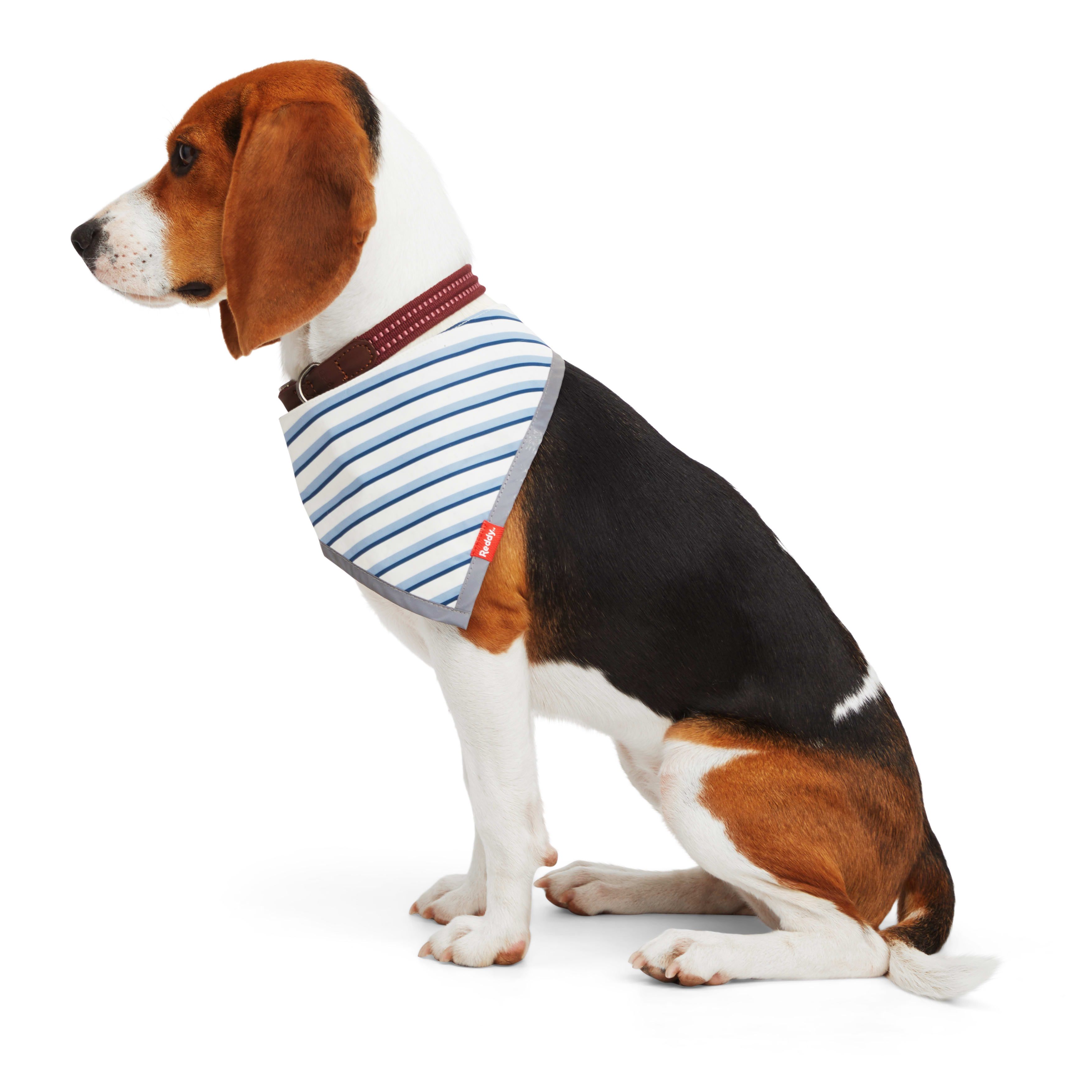 Reddy Blue Bandana for Dogs， X-Small/Small