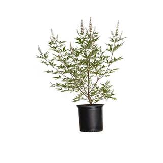 FLOWERWOOD 2.5 Gal - Shoal Creek Chaste Tree Vitex with Fragrant Purple Flower Clusters 57463FL