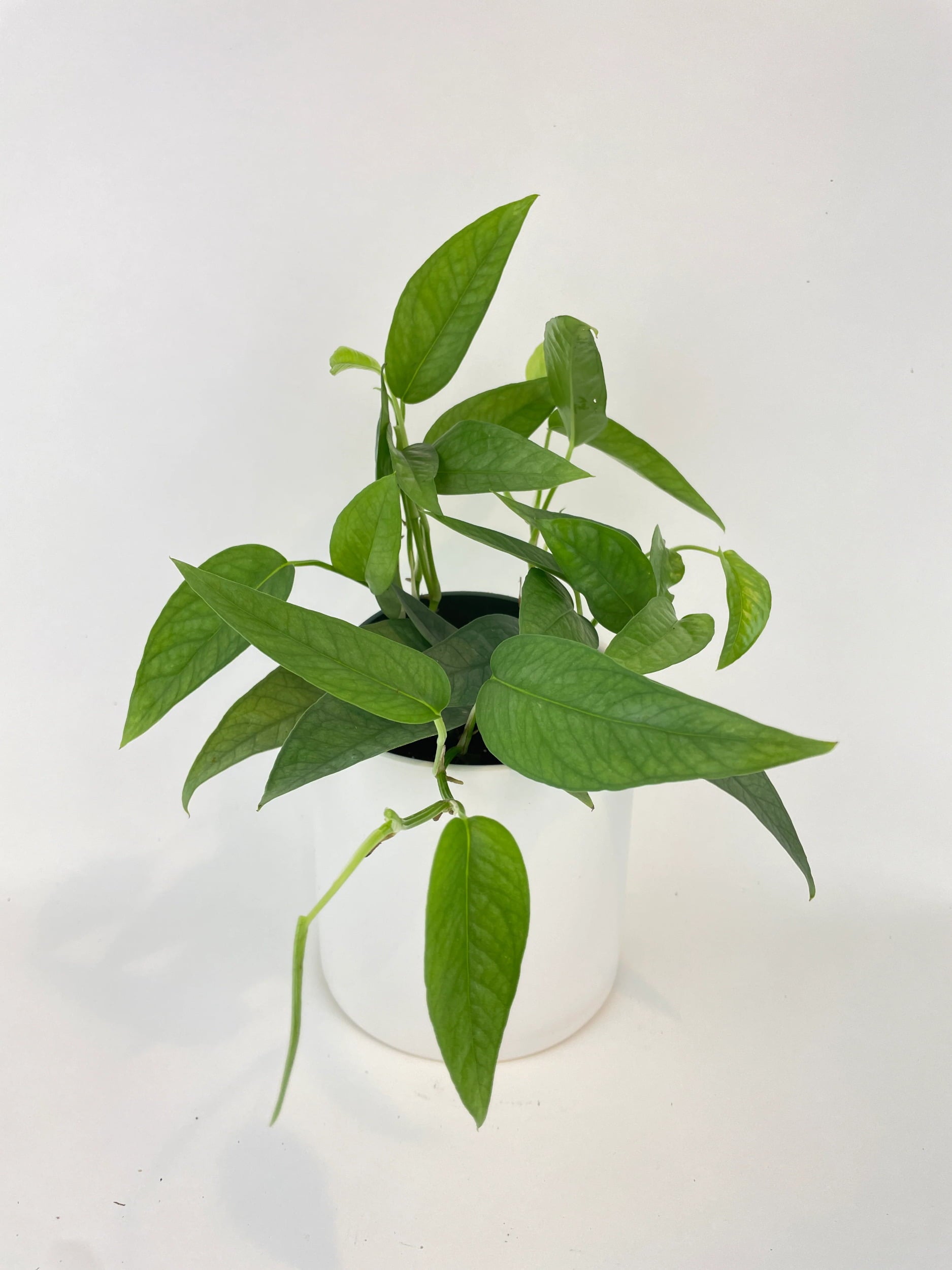 Epipremnum Pinnatum ‘Cebu Blue’ Pothos