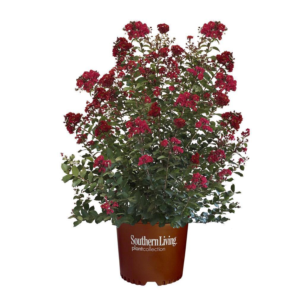 SOUTHERN LIVING 5 Gal. Colorama Scarlet Crape Myrtle Tree with Bright Red Flowers 17217