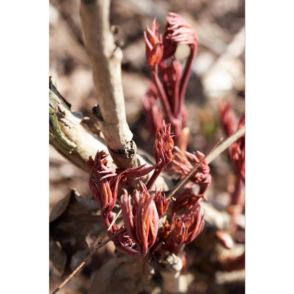 VAN ZYVERDEN Peonies Festiva Maxima Roots (Set of 3) 832921