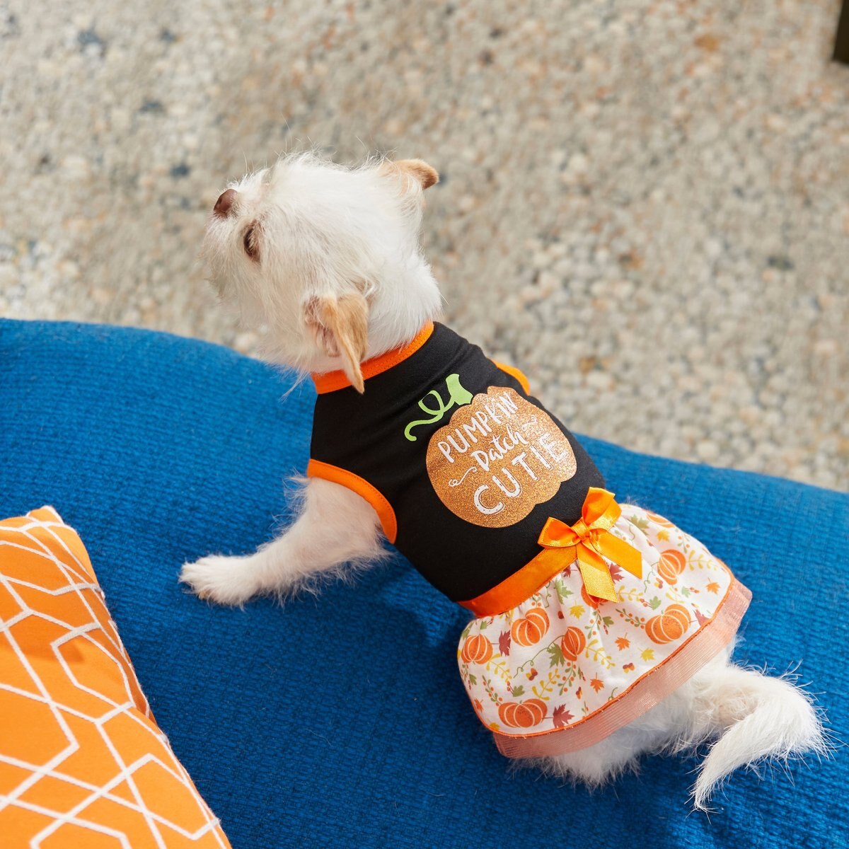 Frisco Pumpkin Patch Cutie Dog and Cat Dress