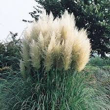 Pampas Grass (White)