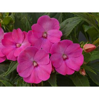 SunPatiens 1 Qt. Compact Lilac SunPatiens Impatiens Outdoor Annual Plant with Bright Purple Flowers 24457