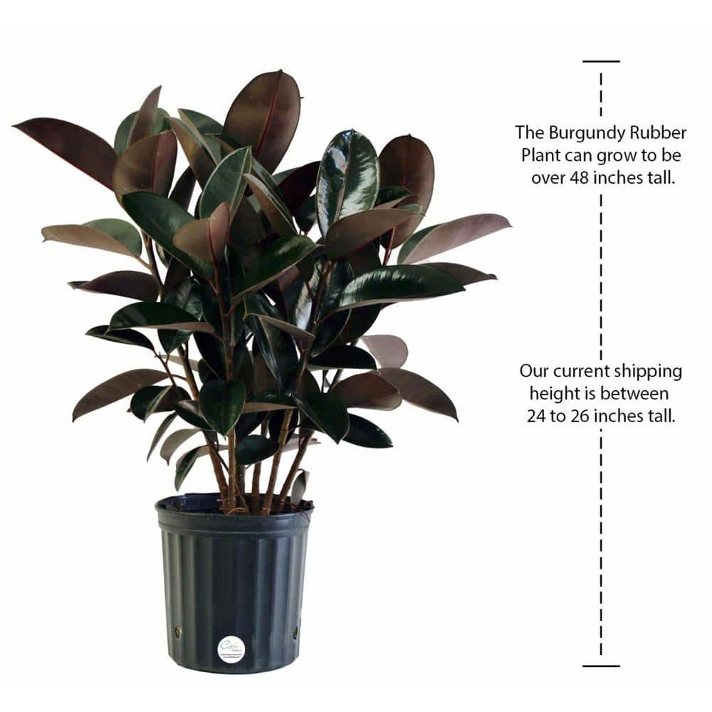 Costa Farms Burgundy Rubber Indoor Plant in 8.75 in. Grower Pot Avg. Shipping Height 2-3 ft. Tall 10BURG