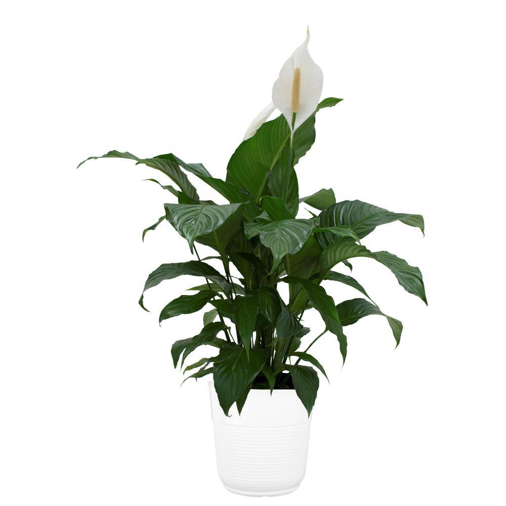 Costa Farms Spathiphyllum Peace Lily Indoor Plant in 9.25 in. White Paradise Planter Avg. Shipping Height 2-3 ft. Tall CO.3.ST10.PARWT