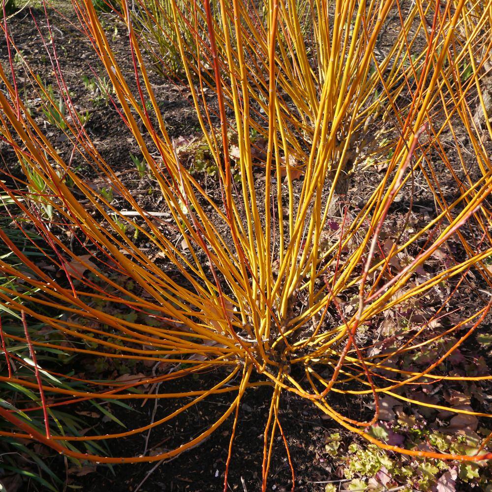 Online Orchards 1 Gal. Yellow Twig Dogwood Shrub with Bright Golden Yellow Winter Stems and Large Fragrant Spring Flowers SBDW003