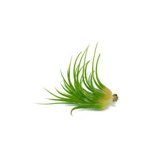 ALTMAN PLANTS Air Plants Assorted (6-Pack) 0881174