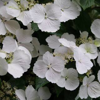 PROVEN WINNERS 2 Gal. Fairytrail Bride Hydrangea Shrub with White Blooms 17517