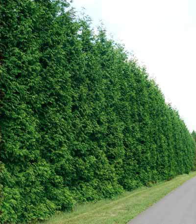 Thuja Green Giant Tree - Fast Growing Evergreen Privacy Trees - Cannot Ship to AZ