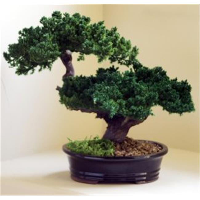 Bonsai Boy p1320 Monterey Juniper Double Trunk Preserved Bonsai Tree