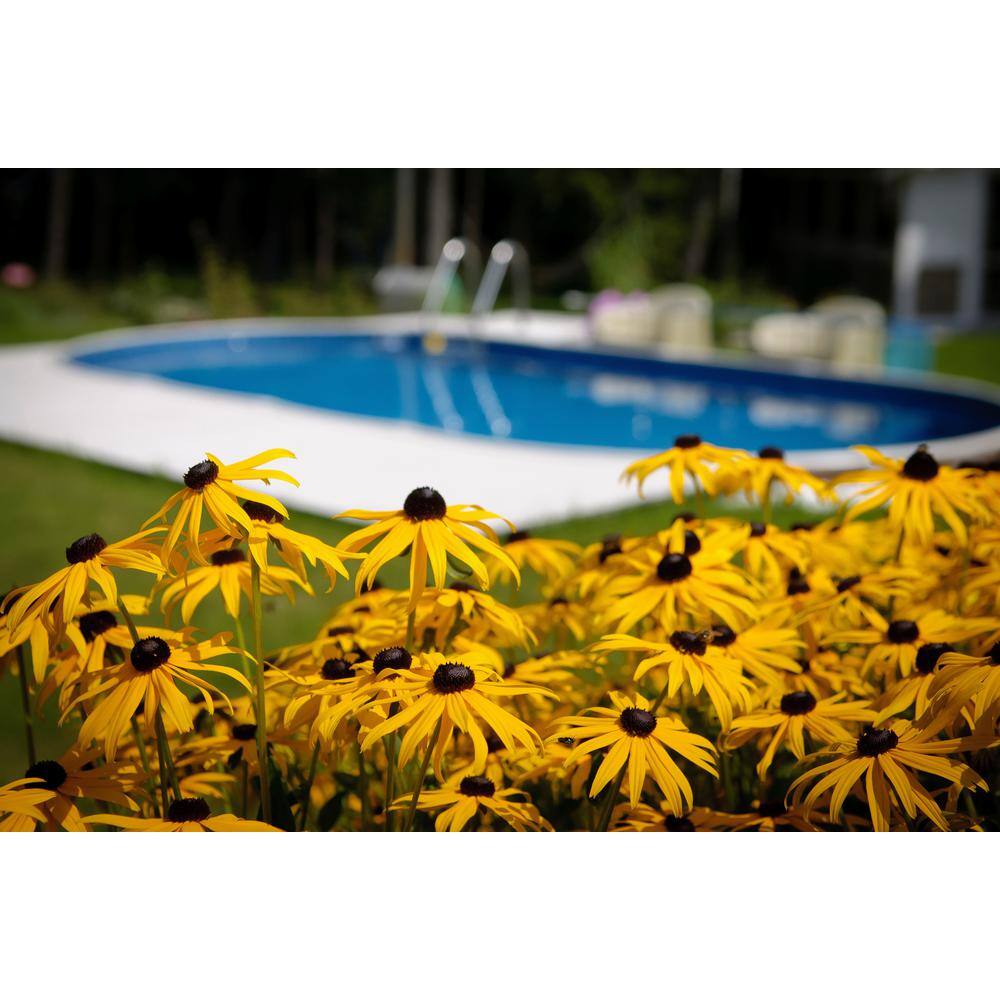 BELL NURSERY 2.5 Qt. 'Goldsturm' Black-Eyed Susan (Rudbeckia) Live Potted Perennial Plant with Golden Yellow Flowers (1-Pack) BESUS1YLW1PK