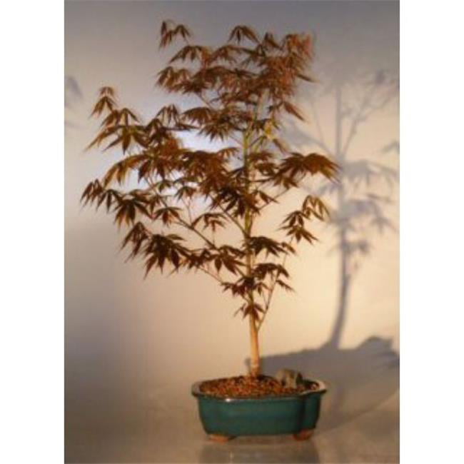 Bonsai Boy c1273 Acer Palmatum Atropurpureum Japanese Maple Treeand#44; Red - Large