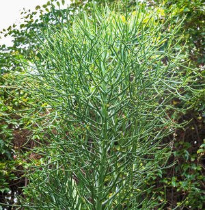 Pencil Cactus Plant， (Euphorbia tirucalli) 5 Cuttings