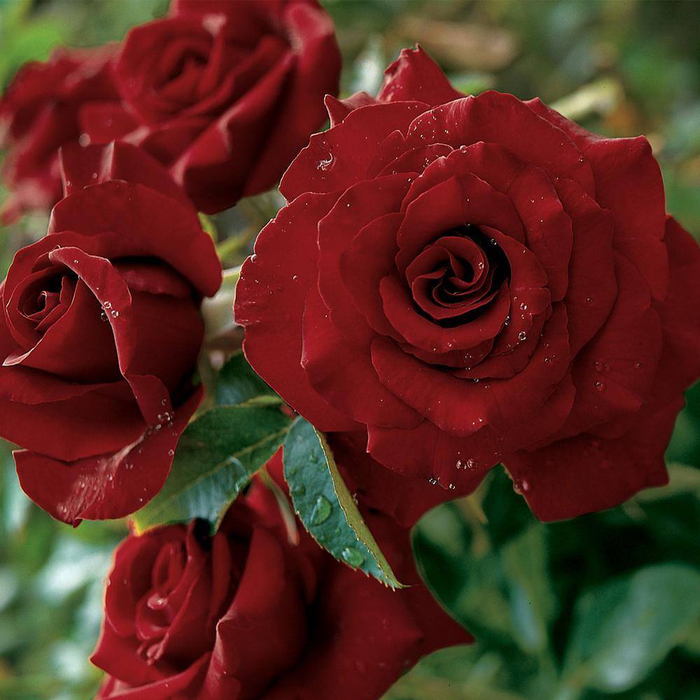 VAN ZYVERDEN Roses - Black Magic (1 Root Stock) 83386