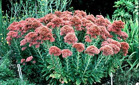 Sedum 'Autumn Joy'