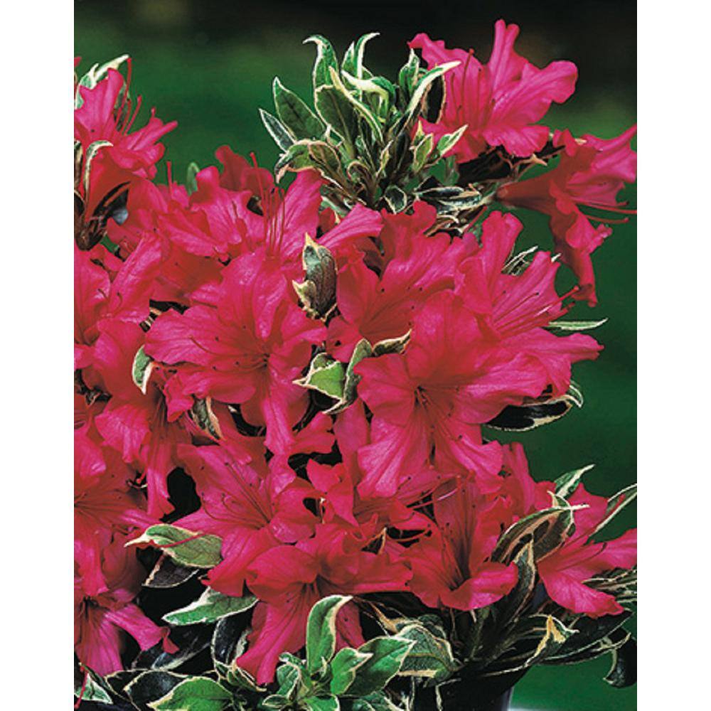 BELL NURSERY 1 Gal. Silver Sword Azalea Live Evergreen Shrub Pink Flowers (3-Pack) AZLEA2SIL3PK