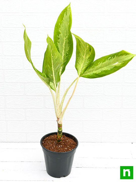 Aglaonema Diamond Bay - Plant