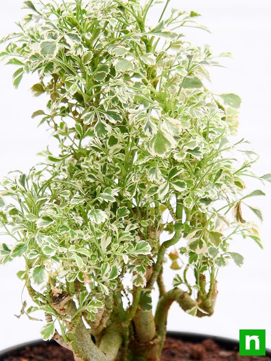 Aralia Miniature White - Plant