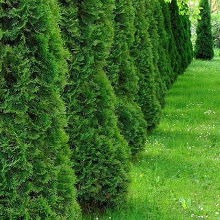 BELL NURSERY 3 Gal. Emerald Green Arborvitae (Thuja) Live Evergreen Shrub THUJA3SGD1PK