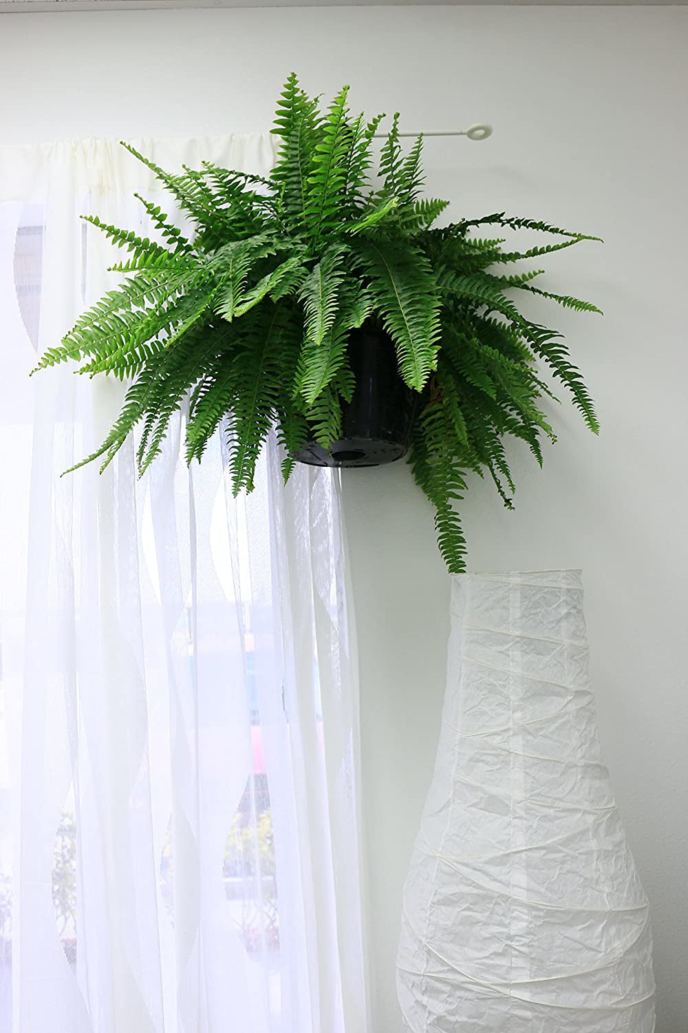 Costa Farms Boston Fern, Nephrolepis exaltata, Live Plant, 2-Feet Tall and Wide, Ships in Grow Pot with Hanger, Fresh From Our Farm, Excellent Gift