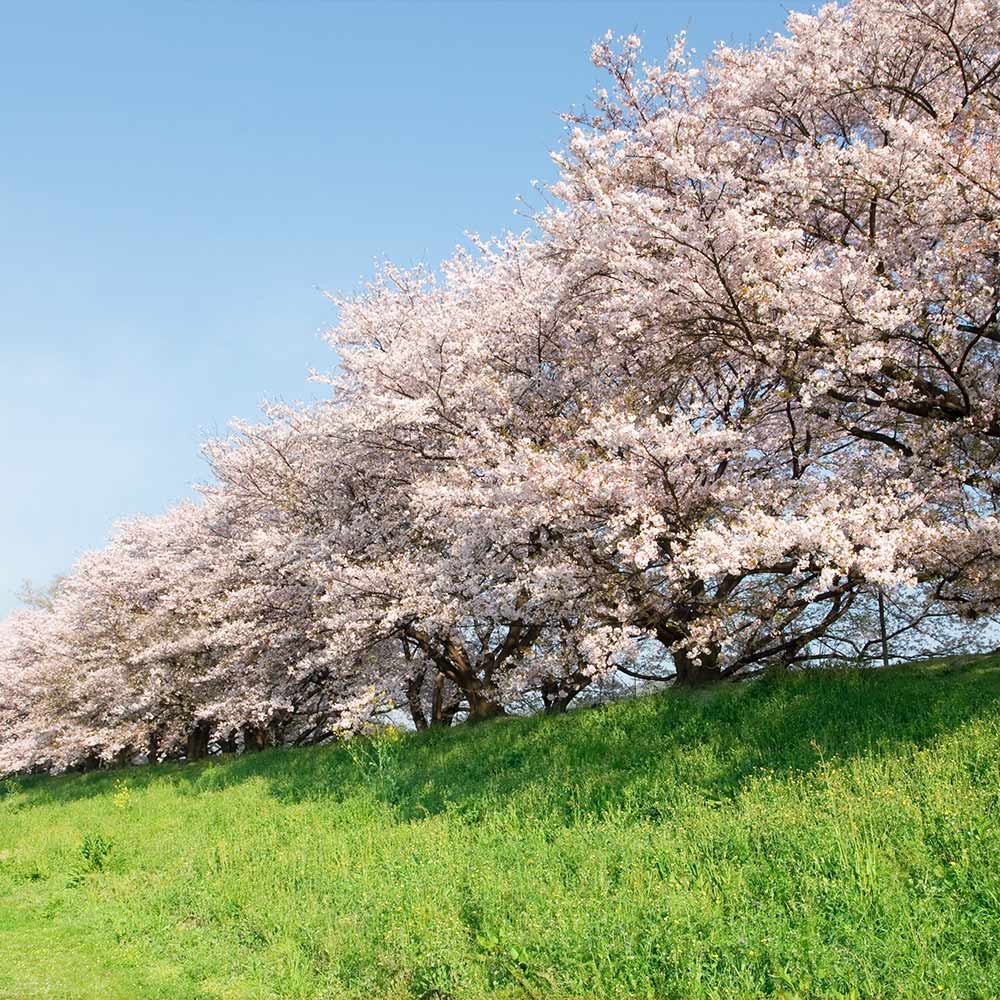 Yoshino Cherry Tree