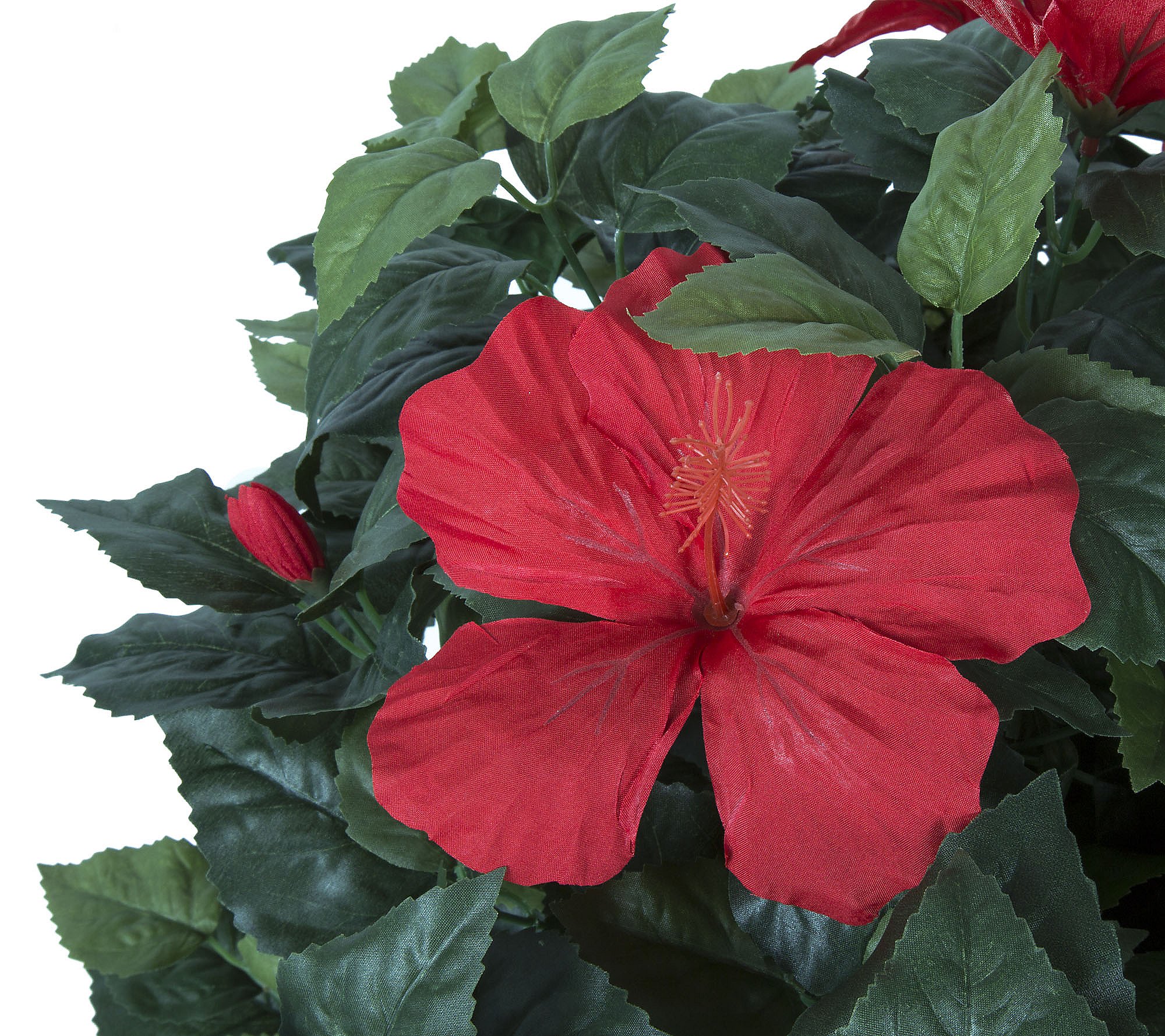 Pure Garden Hibiscus Tree with Flowers