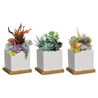 CHG CLASSIC HOME  GARDEN 3.5 in. Nova White Ceramic Square Planter with Tray (3-Pack) K90030