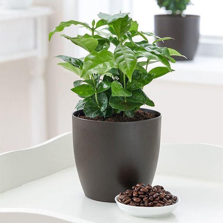 Coffee Plant - Live Plant in a 6 inch Pot - Coffea Arabica - Beautiful Easy Care Indoor Houseplant