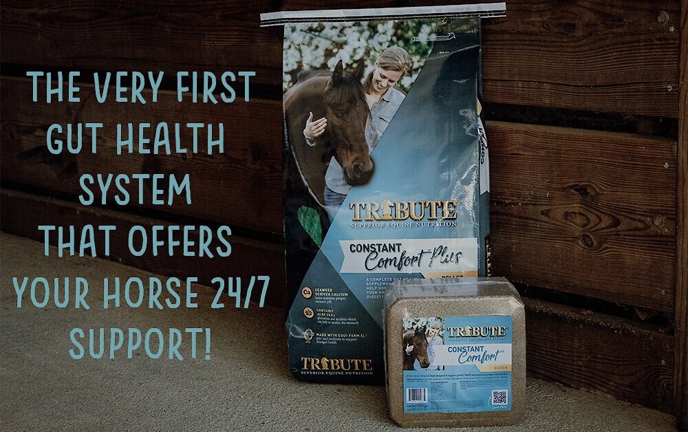 Tribute Equine Nutrition Constant Comfort Gastric Health Horse Supplement， 15-lbs block