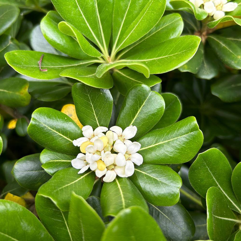 FLOWERWOOD 9.25 in. Pot - Green Pittosporum Evergreen Shrub Glossy Green Foliage 47853FL