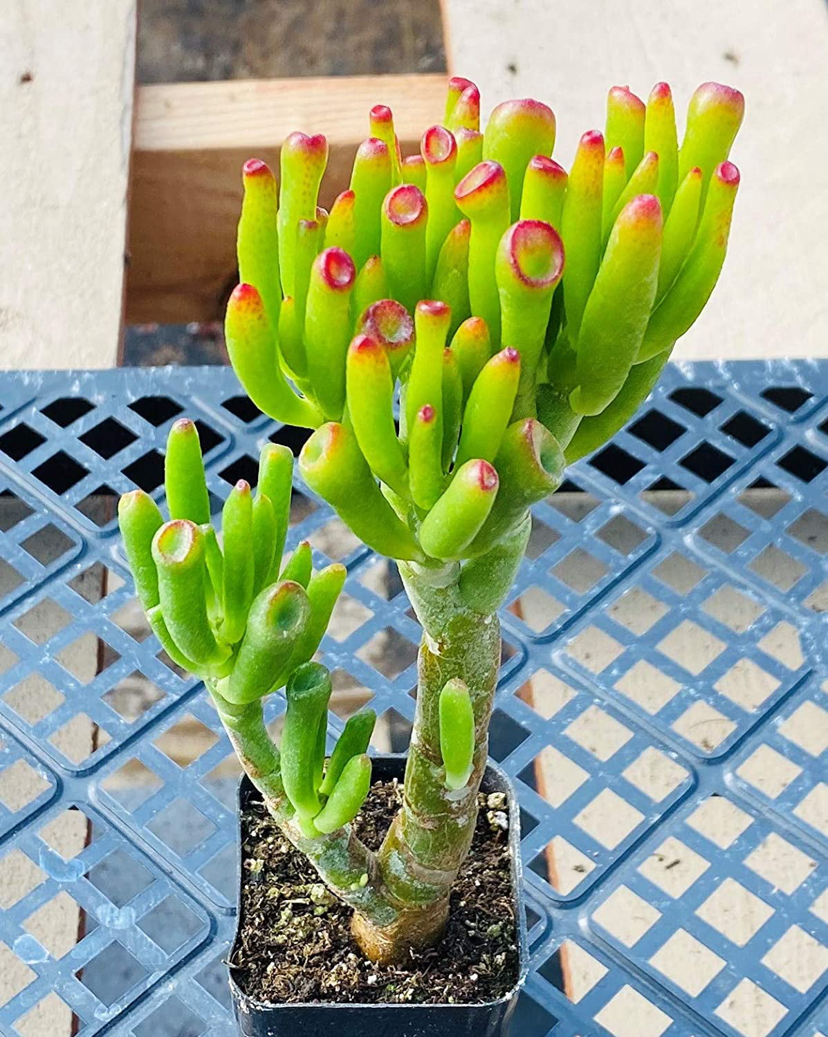 Crassula Ovata Gollum Jade Tree Succulent Plant Fingering Jade Plant 5inch to 6inch Fully Rooted in 2” Planter